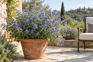 Il Caryopteris porta una nuvola di fiori blu sul terrazzo quando l’estate finisce
