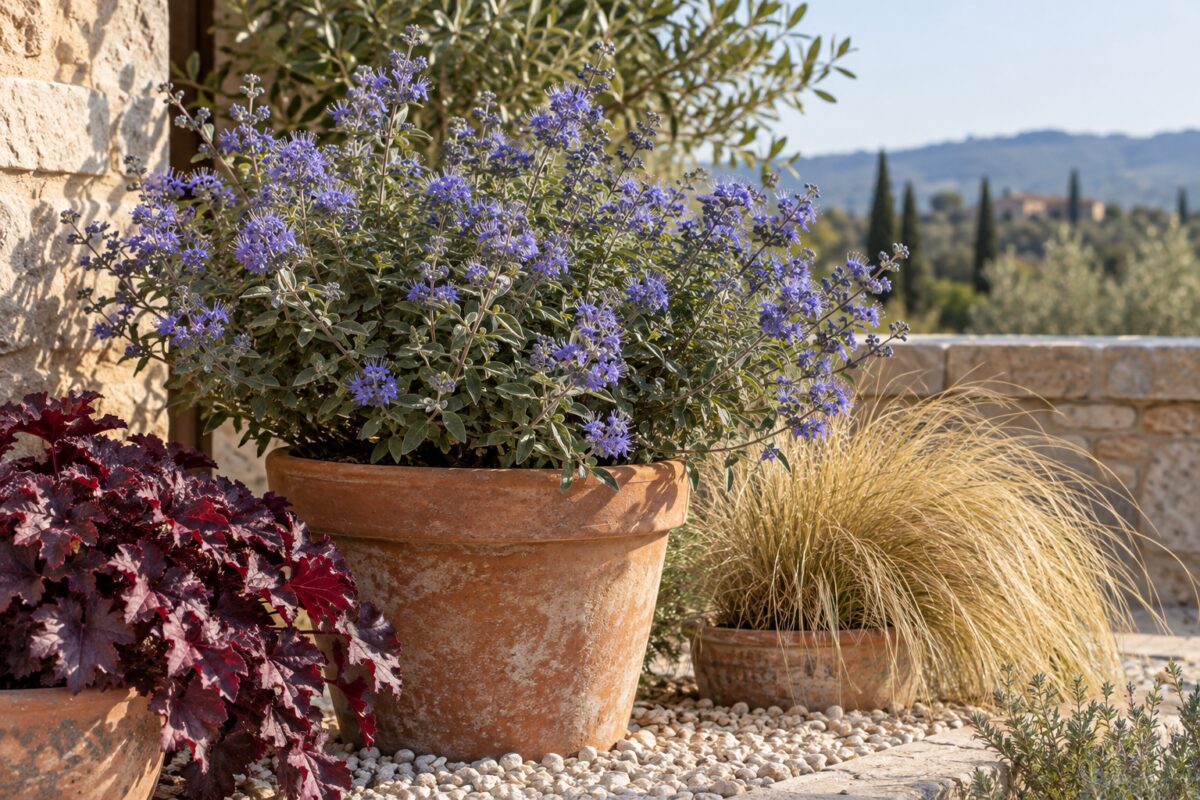 Caryopteris con Heuchera porpora e graminacea color paglia in vasi di terracotta