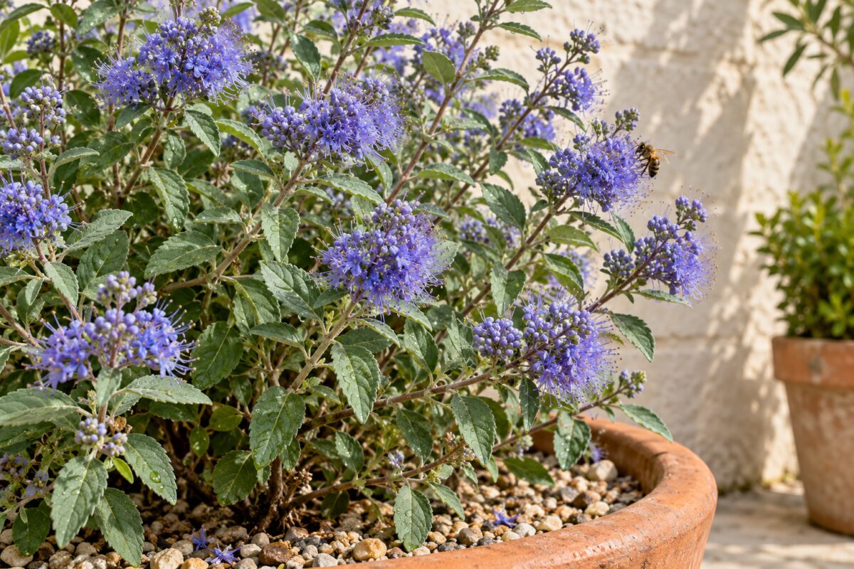 Fiori blu e foglie grigio verdi del Caryopteris in un vaso con ghiaia drenante