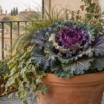 Cavolo ornamentale viola e crema in un grande vaso di terracotta sul balcone