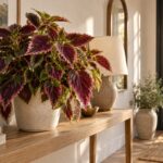 Coleus color prugna su una consolle chiara in un ingresso luminoso