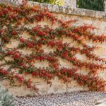 Cotoneaster horizontalis con bacche rosse e rami a spina di pesce su un muro in pietra
