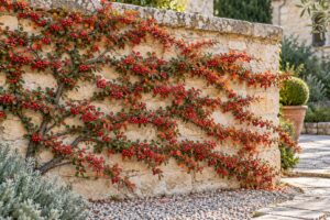 Il Cotoneaster horizontalis trasforma un muro spoglio in una trama rossa d’autunno