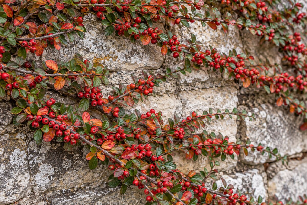 Dettaglio di foglie autunnali e bacche rosse del Cotoneaster horizontalis