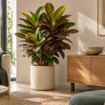 Croton con foglie verdi, gialle, arancio e rosse in vaso crema in un soggiorno luminoso