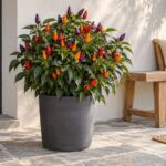 Peperoncino ornamentale con frutti viola, arancio e rossi in un vaso grafite vicino a un ingresso contemporaneo