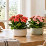Due Kalanchoe rosse e rosa in vasi bassi su un tavolo di legno chiaro