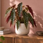 Begonia maculata in vaso su una consolle con foglie a pois argentati