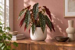Begonia maculata in vaso su una consolle con foglie a pois argentati
