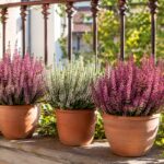 Calluna rosa e bianca in vasi di terracotta su un balcone luminoso