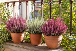 Calluna rosa e bianca in vasi di terracotta su un balcone luminoso