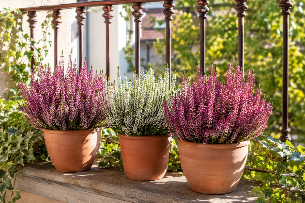 Calluna rosa e bianca in vasi di terracotta su un balcone luminoso