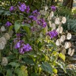 Lunaria annua con fiori viola e capsule argentate in una bordura
