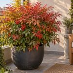 Nandina domestica in vaso con foglie rosse e bronzo su un balcone contemporaneo
