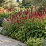 Persicaria amplexicaulis con spighe cremisi in una bordura accanto al vialetto in pietra