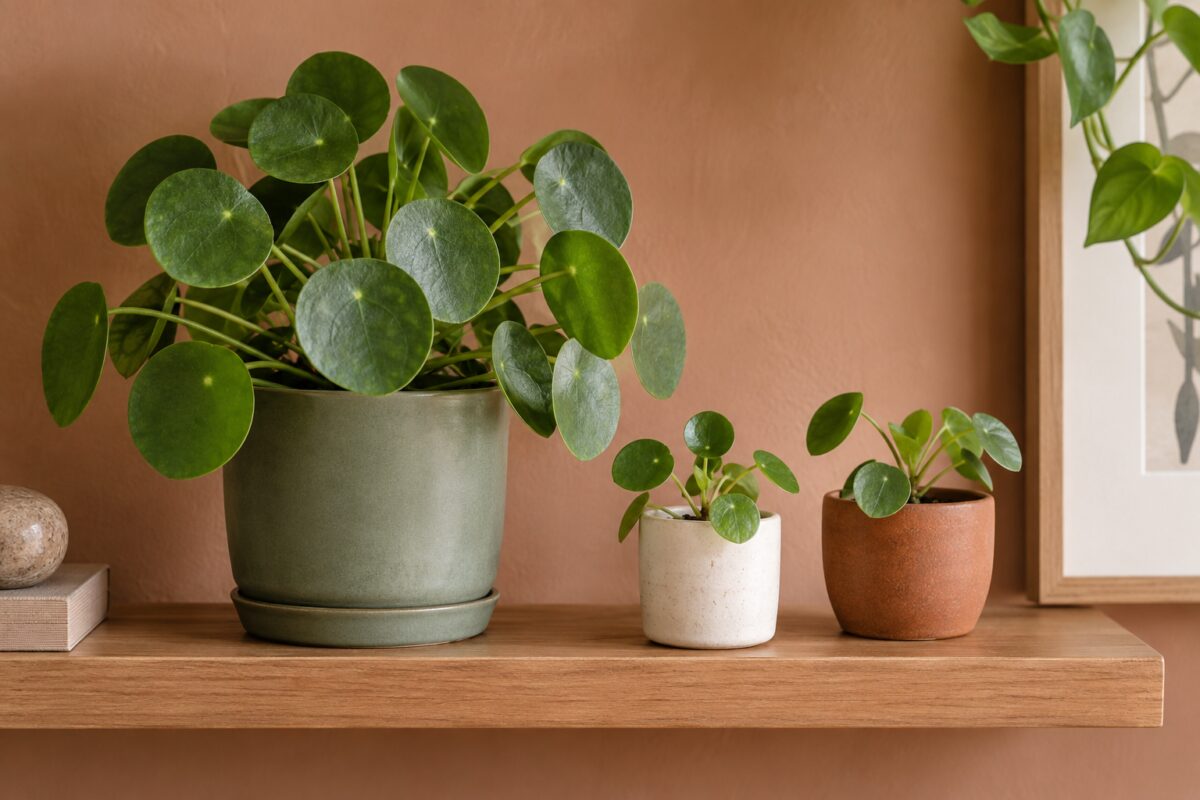 Pilea adulta con due giovani polloni in vasi coordinati
