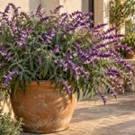 Salvia leucantha in vaso di terracotta su un terrazzo luminoso