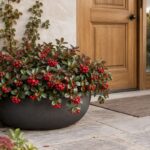 Gaultheria con bacche rosse in un vaso antracite accanto all’ingresso