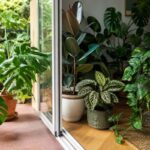 Piante tropicali sulla soglia tra balcone e soggiorno durante il rientro