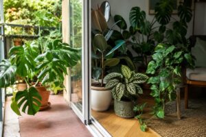 Piante tropicali sulla soglia tra balcone e soggiorno durante il rientro