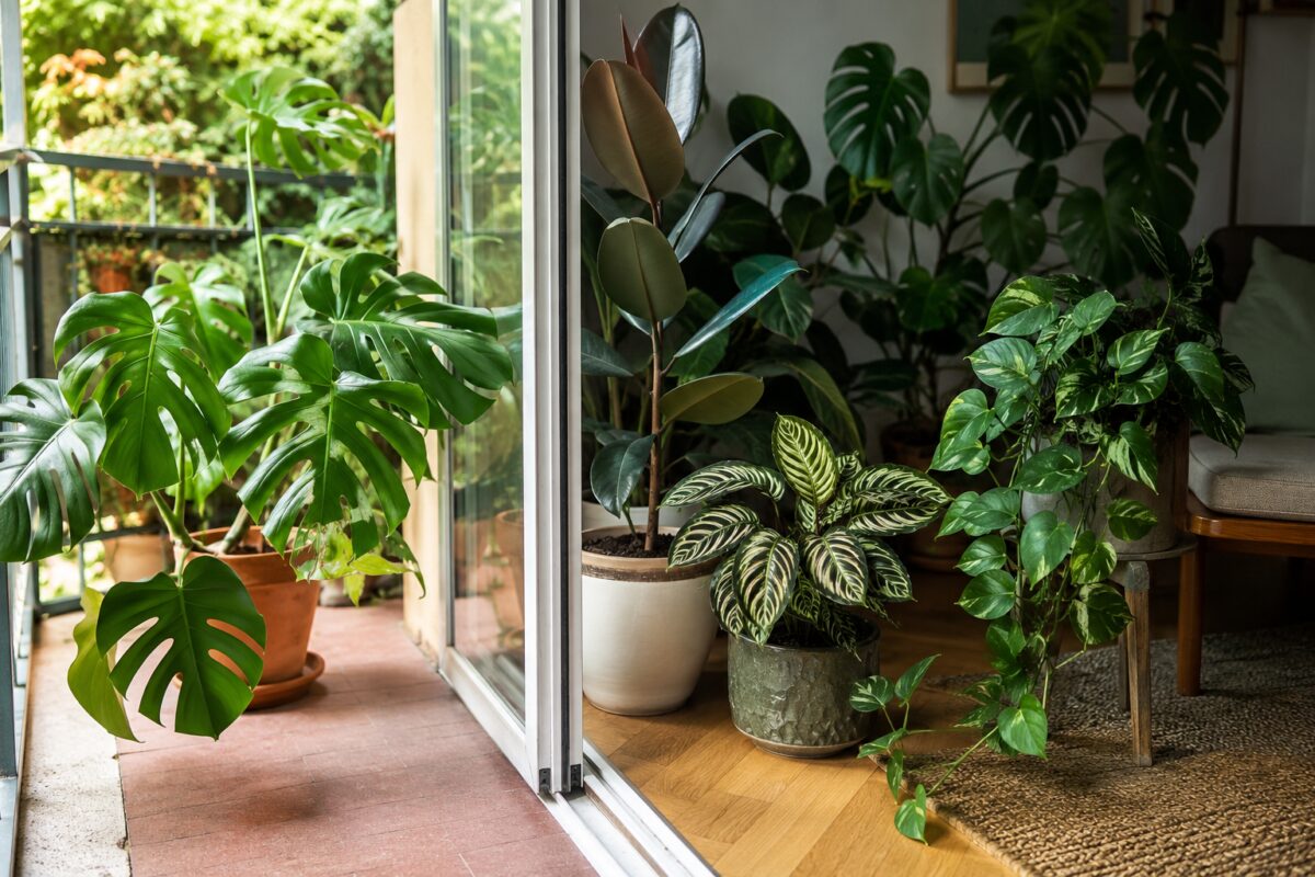 Piante tropicali sulla soglia tra balcone e soggiorno durante il rientro