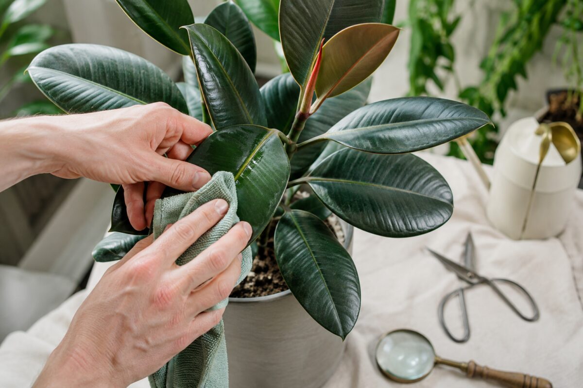 Pulizia delle foglie di un ficus prima di riportarlo in casa
