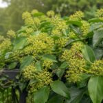 Edera in fiore con ombrelle verdi visitate da un’ape