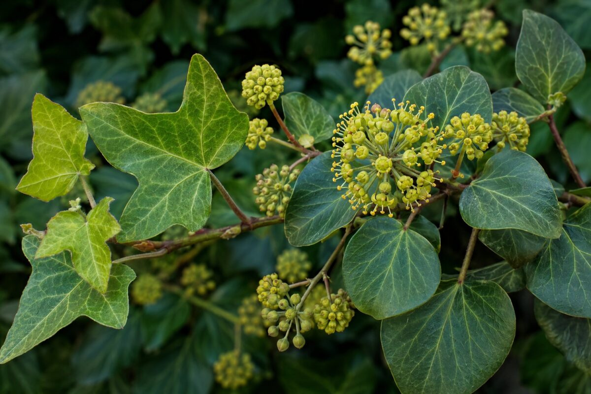 Dettaglio dei rami adulti di edera con foglie ovali e fiori