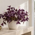 Oxalis triangularis viola su una consolle in travertino