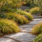 Hakonechloa macra dorata lungo un vialetto di pietra in un giardino in ombra