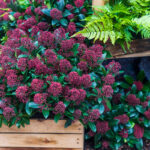 Skimmia japonica, boccioli e bacche trasformano i vasi all’ombra per tutto l’autunno