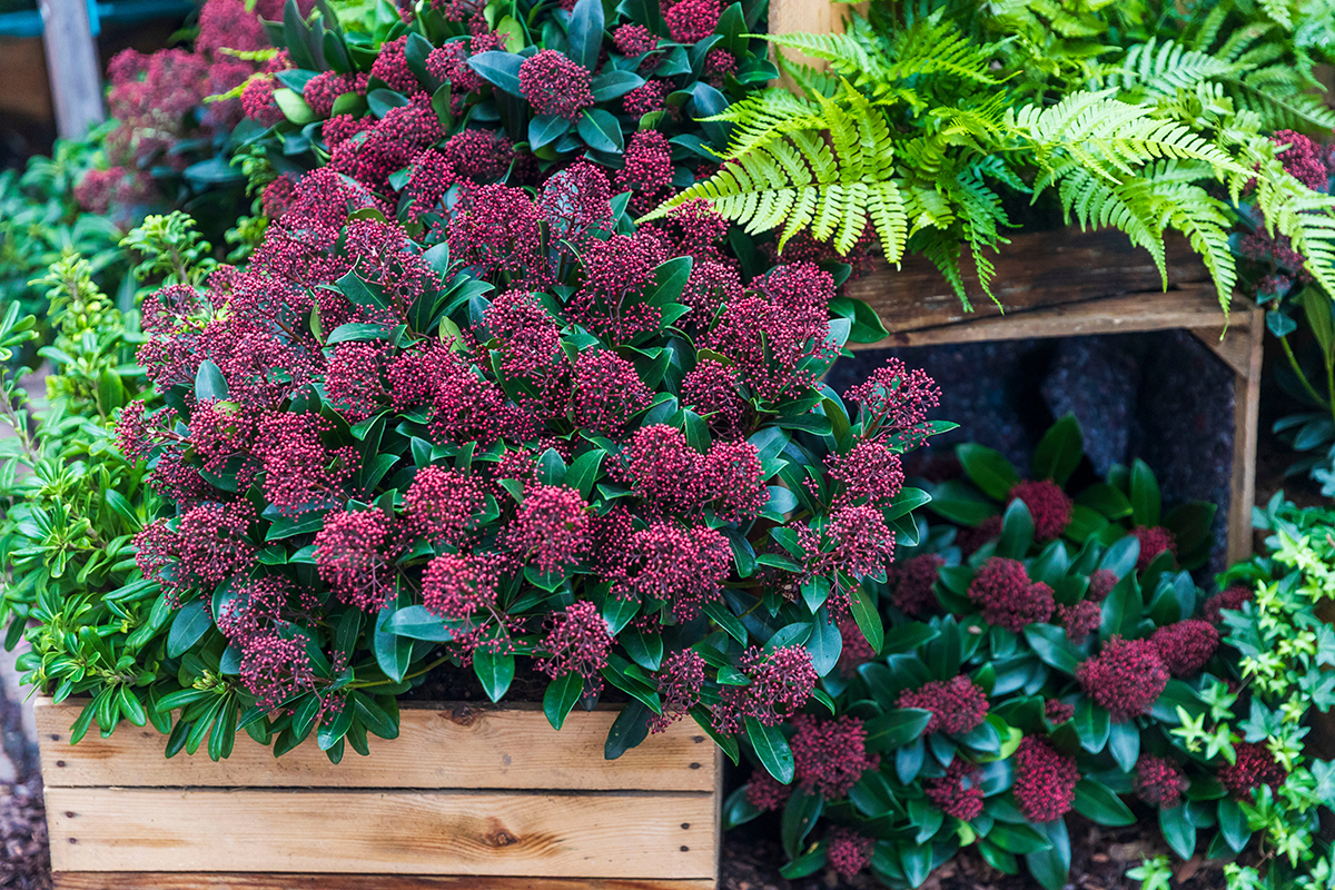 Skimmia japonica, boccioli e bacche trasformano i vasi all’ombra per tutto l’autunno