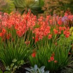 Bordura di Hesperantha coccinea con fiori rosso corallo