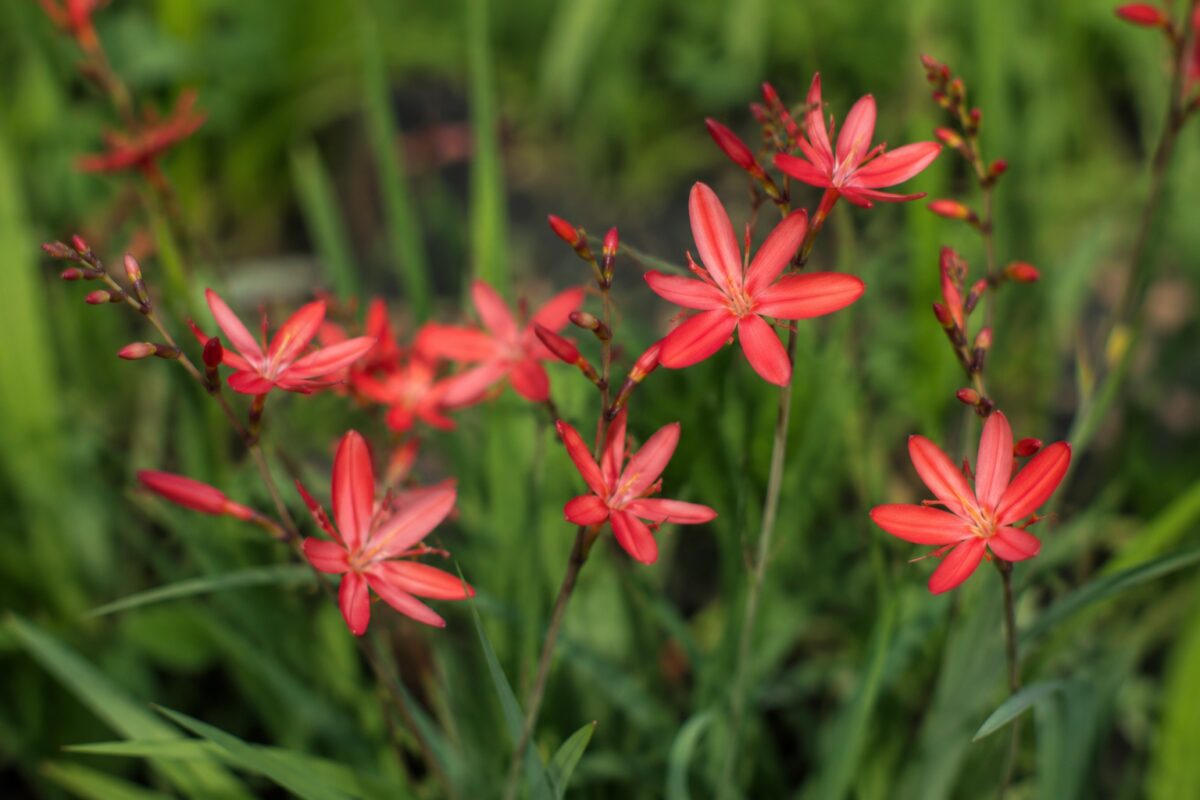 Dettaglio dei fiori a sei petali della Hesperantha coccinea