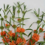Leonotis leonurus porta fiori arancio e altezza sul terrazzo di ottobre