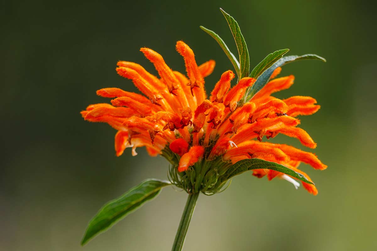 Leonotis leonurus con fiori arancioni