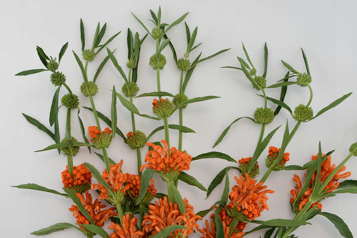 Leonotis leonurus porta fiori arancio e altezza sul terrazzo di ottobre