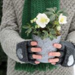 Helleborus niger in vaso