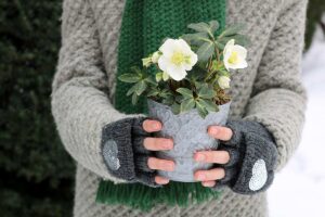 Piantare l’Helleborus niger adesso: il trucco del drenaggio sul fondo per fioriture candide a Natale