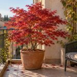 Acer palmatum in vaso con foglie rosse su un balcone italiano in ottobre