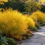 Amsonia hubrichtii dorata lungo un vialetto in pietra nel giardino d’autunno