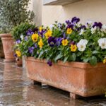 Cassetta di viole cornute riparata dalla pioggia su un balcone autunnale