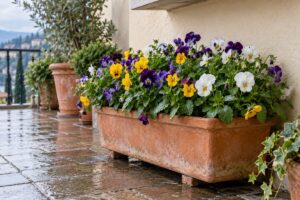 Arrivano pioggia e prime gelate: dove spostare la cassetta di viole cornute per salvare il colore