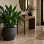 Aspidistra elatior in vaso scuro in un ingresso con luce indiretta