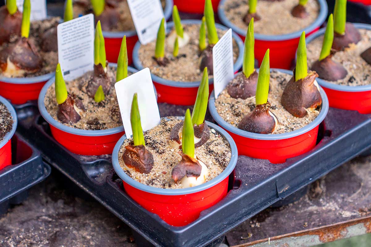 Come scegliere i bulbi di tulipano al vivaio: il trucco per scartare subito quelli marci