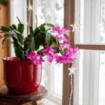 Cactus di Natale con piccoli boccioli vicino a una finestra al crepuscolo