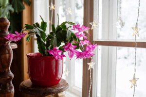 Cactus di Natale senza fiori? Quante ore di buio e freddo servono ora per far spuntare i boccioli