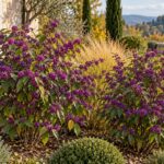 Due Callicarpa bodinieri con grappoli di bacche viola in giardino