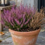 Calluna in vaso con fiori viola e una zona di rami secchi su terriccio umido