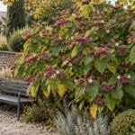 Clerodendrum trichotomum con frutti blu e calici rosa accanto a una panca nel giardino d’autunno